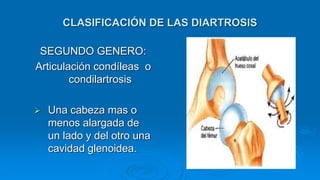 CLASIFICACIÓN DE LAS DIARTROSIS
SEGUNDO GENERO:
Articulación condíleas o
condilartrosis
 Una cabeza mas o
menos alargada de
un lado y del otro una
cavidad glenoidea.
 