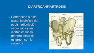 DIARTROANFIARTROSIS
 Pertenecen a esta
clase: la sínfisis del
pubis, articulación
sacroilíaca y en
ciertos casos la
primera pieza del
esternón con la
segunda
 
