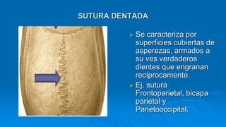 SUTURA DENTADA
 Se caracteriza por
superficies cubiertas de
asperezas, armados a
su ves verdaderos
dientes que engranan
recíprocamente.
 Ej. sutura
Frontoparietal, bicapa
parietal y
Parietooccipital.
 