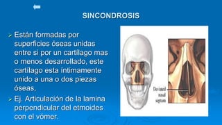 SINCONDROSIS
 Están formadas por
superficies óseas unidas
entre si por un cartílago mas
o menos desarrollado, este
cartílago esta íntimamente
unido a una o dos piezas
óseas,
 Ej. Articulación de la lamina
perpendicular del etmoides
con el vómer.
 