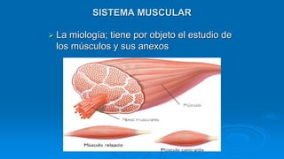  La miología; tiene por objeto el estudio de
los músculos y sus anexos
SISTEMA MUSCULAR
 