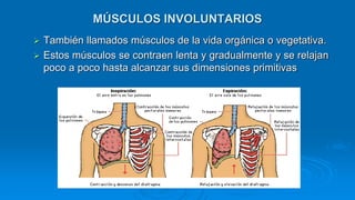 MÚSCULOS INVOLUNTARIOS
 También llamados músculos de la vida orgánica o vegetativa.
 Estos músculos se contraen lenta y gradualmente y se relajan
poco a poco hasta alcanzar sus dimensiones primitivas
 