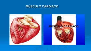 MÚSCULO CARDIACO
 