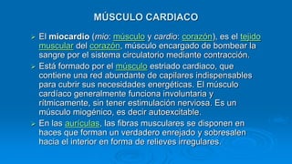  El miocardio (mio: músculo y cardio: corazón), es el tejido
muscular del corazón, músculo encargado de bombear la
sangre por el sistema circulatorio mediante contracción.
 Está formado por el músculo estriado cardiaco, que
contiene una red abundante de capilares indispensables
para cubrir sus necesidades energéticas. El músculo
cardíaco generalmente funciona involuntaria y
rítmicamente, sin tener estimulación nerviosa. Es un
músculo miogénico, es decir autoexcitable.
 En las aurículas, las fibras musculares se disponen en
haces que forman un verdadero enrejado y sobresalen
hacia el interior en forma de relieves irregulares.
MÚSCULO CARDIACO
 