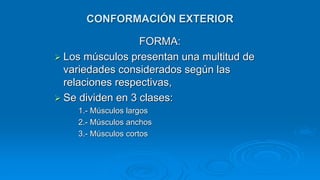 FORMA:
 Los músculos presentan una multitud de
variedades considerados según las
relaciones respectivas,
 Se dividen en 3 clases:
1.- Músculos largos
2.- Músculos anchos
3.- Músculos cortos
CONFORMACIÓN EXTERIOR
 
