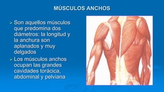 MÚSCULOS ANCHOS
 Son aquellos músculos
que predomina dos
diámetros: la longitud y
la anchura son
aplanados y muy
delgados
 Los músculos anchos
ocupan las grandes
cavidades torácica,
abdominal y pelviana
 