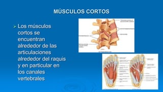 MÚSCULOS CORTOS
 Los músculos
cortos se
encuentran
alrededor de las
articulaciones
alrededor del raquis
y en particular en
los canales
vertebrales
 