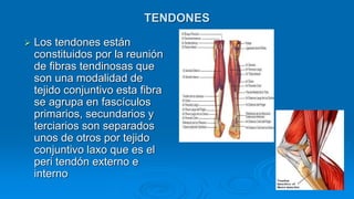 TENDONES
 Los tendones están
constituidos por la reunión
de fibras tendinosas que
son una modalidad de
tejido conjuntivo esta fibra
se agrupa en fascículos
primarios, secundarios y
terciarios son separados
unos de otros por tejido
conjuntivo laxo que es el
peri tendón externo e
interno
 