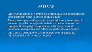  Las Arterias toman el nombre del órgano que van destinadas por
su localización o por la dirección que siguen.
 Tienen su origen anatómicos en los ventrículos y su terminación
en la red popular del organismo dada su delicada misión se
protegen de los peligros siguiendo un trayecto profundo
subaponeurótico estas son arterias superficiales o cutáneos.
 Las arterias de pequeño calibre aseguran una constante
irrigación de los órganos respectivos.
ARTERIAS
 