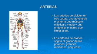 ARTERIAS
 Las arterias se dividen en
tres capas, una adventicia
o externa una músculo
elástica o media y una
endotelial o íntima que
limita la luz.
 Las arterias se dividen
según el grosor de las
paredes: grandes ,
medianas, pequeñas.
 