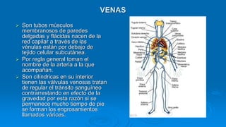 VENAS
 Son tubos músculos
membranosos de paredes
delgadas y flácidas nacen de la
red capilar a través de las
vénulas están por debajo de
tejido celular subcutánea.
 Por regla general toman el
nombre de la arteria a la que
acompañan.
 Son cilíndricas en su interior
tienen las válvulas venosas tratan
de regular el tránsito sanguíneo
contrarrestando en efecto de la
gravedad por esta razón si se
permanece mucho tiempo de pie
se forman los engrosamientos
llamados várices.
 