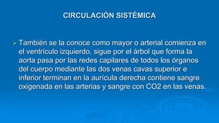  También se la conoce como mayor o arterial comienza en
el ventrículo izquierdo, sigue por el árbol que forma la
aorta pasa por las redes capilares de todos los órganos
del cuerpo mediante las dos venas cavas superior e
inferior terminan en la aurícula derecha contiene sangre
oxigenada en las arterias y sangre con CO2 en las venas.
CIRCULACIÓN SISTÉMICA
 