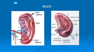 BAZO
 