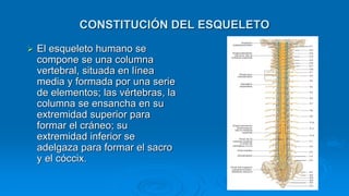 CONSTITUCIÓN DEL ESQUELETO
 El esqueleto humano se
compone se una columna
vertebral, situada en línea
media y formada por una serie
de elementos; las vértebras, la
columna se ensancha en su
extremidad superior para
formar el cráneo; su
extremidad inferior se
adelgaza para formar el sacro
y el cóccix.
 