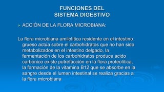  ACCIÓN DE LA FLORA MICROBIANA:
La flora microbiana amilolítica residente en el intestino
grueso actúa sobre el carbohidratos que no han sido
metabolizados en el intestino delgado, la
fermentación de los carbohidratos produce acido
carbónico existe putrefacción en la flora proteolítica,
la formación de la vitamina B12 que se absorbe en la
sangre desde el lumen intestinal se realiza gracias a
la flora microbiana
FUNCIONES DEL
SISTEMA DIGESTIVO
 