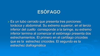  Es un tubo cerrado que presenta tres porciones:
torácica y abdominal. Su extremo superior, en el tercio
inferior del cuello corresponde a la laringe, su extremo
inferior termina al comenzar el estómago presenta dos
estrechamientos. El primero en el cartílago cricoides
que es la estrechez cricoides. El segundo es la
estrechez diafragmática
ESÓFAGO
 