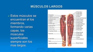 MÚSCULOS CORTOS
 Los músculos
cortos se
encuentran
alrededor de las
articulaciones
alrededor del raquis
y en particular e...