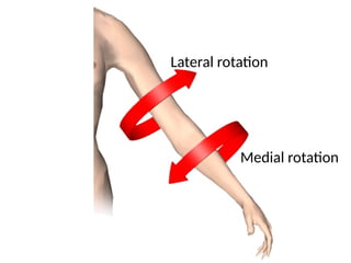Lateral rotation
Medial rotation
 