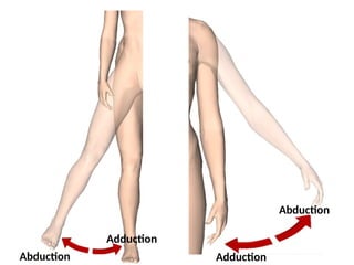 Adduction
Abduction
Adduction
Abduction
 