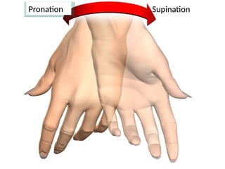 Supination
Pronation
 