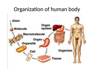 Organization of human body
 