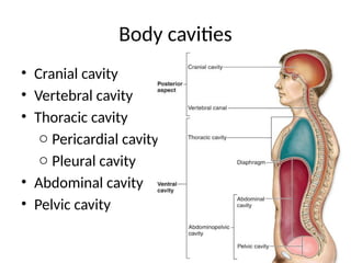 Body cavities
• Cranial cavity
• Vertebral cavity
• Thoracic cavity
o Pericardial cavity
o Pleural cavity
• Abdominal cavity
• Pelvic cavity
 
