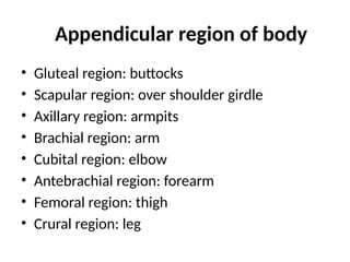 Appendicular region of body
• Gluteal region: buttocks
• Scapular region: over shoulder girdle
• Axillary region: armpits
• Brachial region: arm
• Cubital region: elbow
• Antebrachial region: forearm
• Femoral region: thigh
• Crural region: leg
 