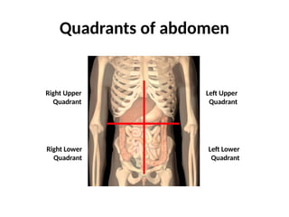 Quadrants of abdomen
Right Upper
Quadrant
Left Upper
Quadrant
Left Lower
Quadrant
Right Lower
Quadrant
 