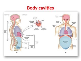 Body cavities
 