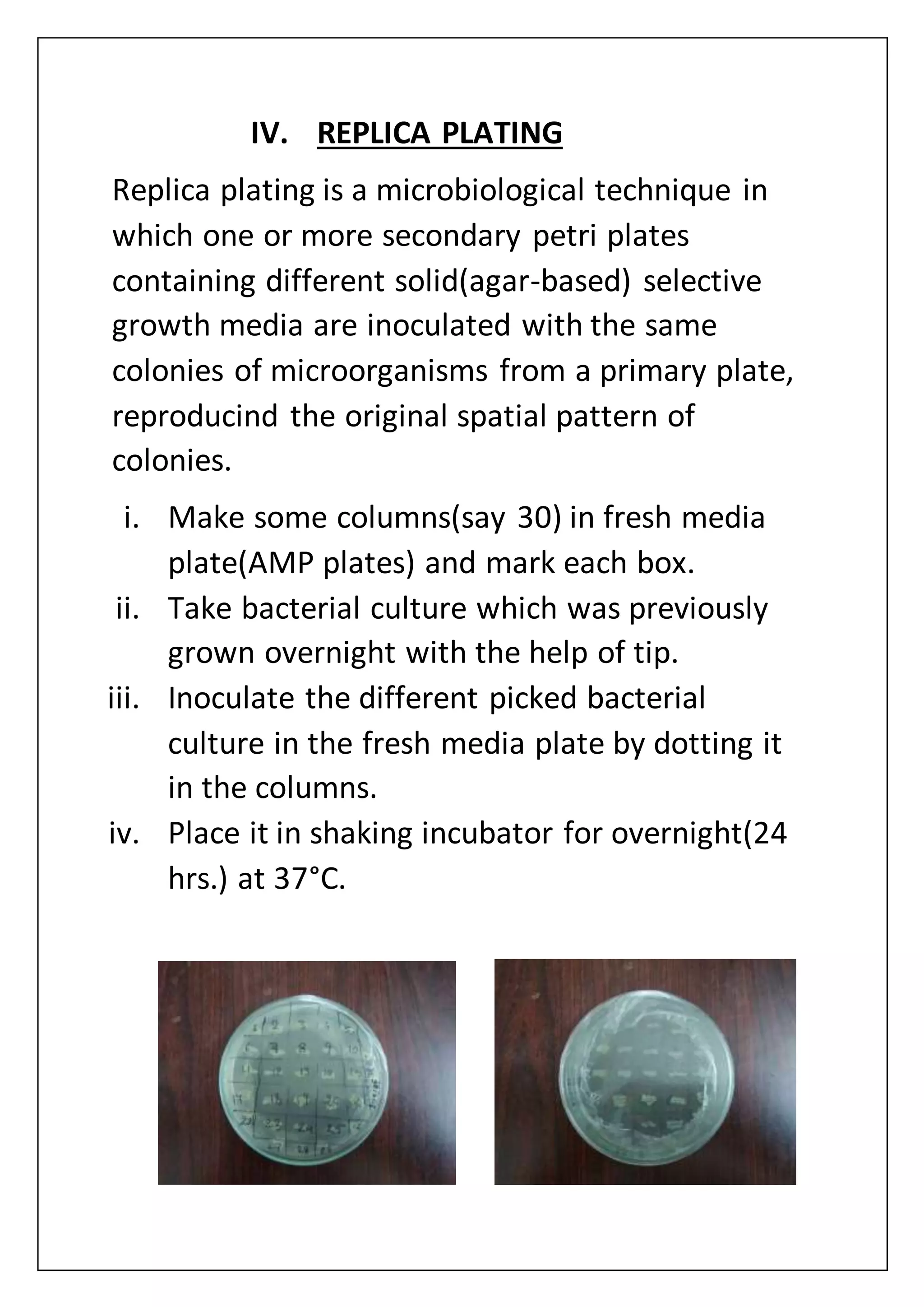IV. REPLICA PLATING
Replica plating is a microbiological technique in
which one or more secondary petri plates
containing different solid(agar-based) selective
growth media are inoculated with the same
colonies of microorganisms from a primary plate,
reproducind the original spatial pattern of
colonies.
i. Make some columns(say 30) in fresh media
plate(AMP plates) and mark each box.
ii. Take bacterial culture which was previously
grown overnight with the help of tip.
iii. Inoculate the different picked bacterial
culture in the fresh media plate by dotting it
in the columns.
iv. Place it in shaking incubator for overnight(24
hrs.) at 37°C.
 