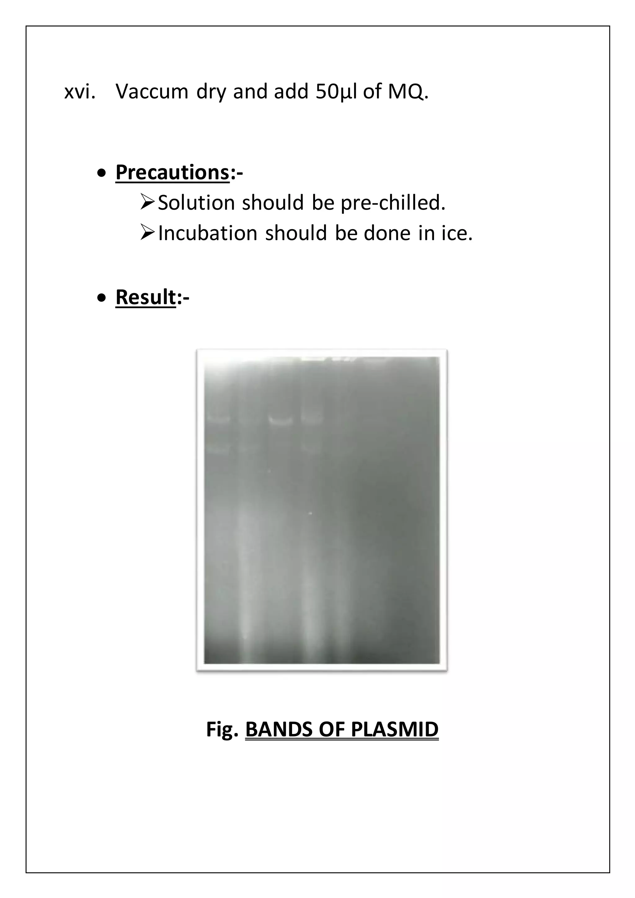 xvi. Vaccum dry and add 50µl of MQ.
 Precautions:-
Solution should be pre-chilled.
Incubation should be done in ice.
 Result:-
Fig. BANDS OF PLASMID
 