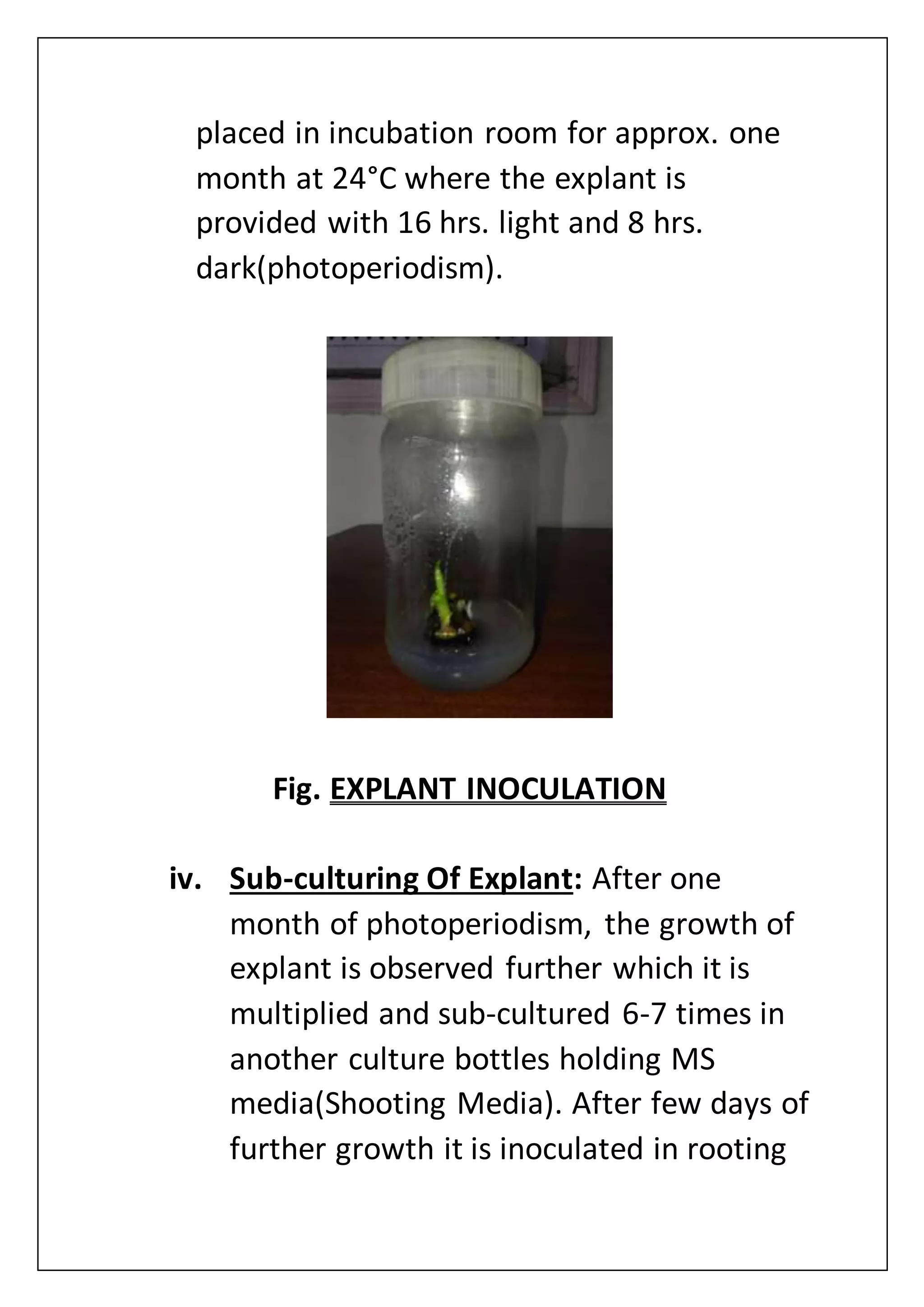 placed in incubation room for approx. one
month at 24°C where the explant is
provided with 16 hrs. light and 8 hrs.
dark(photoperiodism).
Fig. EXPLANT INOCULATION
iv. Sub-culturing Of Explant: After one
month of photoperiodism, the growth of
explant is observed further which it is
multiplied and sub-cultured 6-7 times in
another culture bottles holding MS
media(Shooting Media). After few days of
further growth it is inoculated in rooting
 