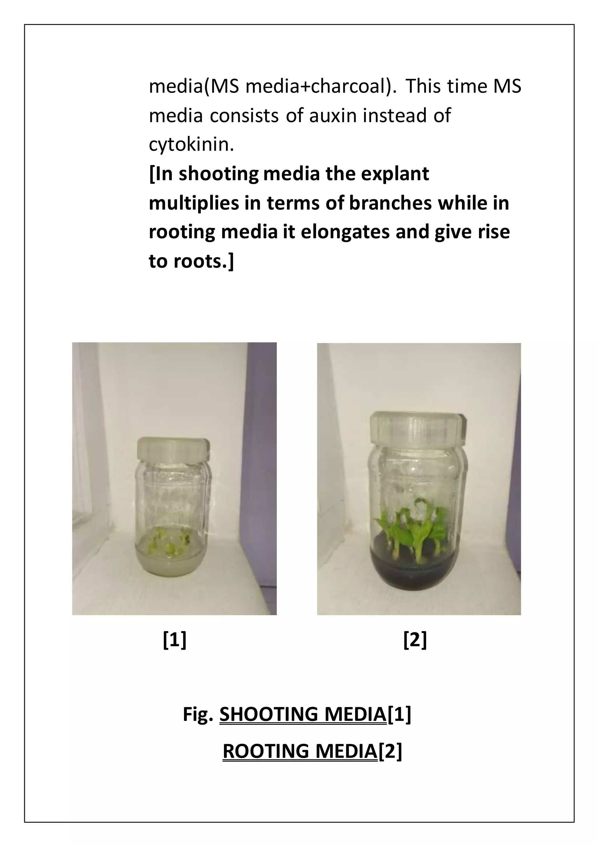 media(MS media+charcoal). This time MS
media consists of auxin instead of
cytokinin.
[In shooting media the explant
multiplies in terms of branches while in
rooting media it elongates and give rise
to roots.]
[1] [2]
Fig. SHOOTING MEDIA[1]
ROOTING MEDIA[2]
 