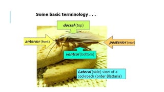 Midial Insects General introduction to medical and veterinary insects.pptx