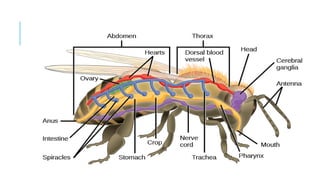 Midial Insects General introduction to medical and veterinary insects.pptx