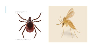 Midial Insects General introduction to medical and veterinary insects.pptx