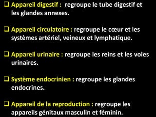  Appareil digestif : regroupe le tube digestif et
les glandes annexes.
 Appareil circulatoire : regroupe le cœur et les
systèmes artériel, veineux et lymphatique.
 Appareil urinaire : regroupe les reins et les voies
urinaires.
 Système endocrinien : regroupe les glandes
endocrines.
 Appareil de la reproduction : regroupe les
appareils génitaux masculin et féminin.
 