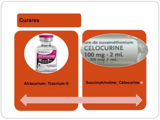 Curares
Atracurium: Tracrium ® Succinylcholine: Célocurine ®
 