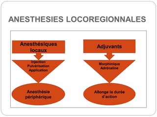 ANESTHESIES LOCOREGIONNALES
Anesthésiques
locaux
Adjuvants
Injection
Pulvérisation
Application
Morphinique
Adrénaline
Anesthésie
périphérique
Allonge la durée
d’action
 