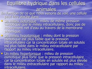 Equilibre hydrique dans les cellules
animales
En fonction de ce que nous venons de voir, une cellule
peut être placée dans
• Un milieu isotonique : milieu de même pression
osmotique que le milieu intracellulaire, donc pas de
mouvement net d'eau au travers de la membrane
plasmique.
• Un milieu hypotonique : milieu dont la pression
osmotique est plus faible que la pression
intracellulaire car la concentration totale en solutés
est plus faible dans le milieu extracellulaire par
rapport au milieu intracellulaire.
• Un milieu hypertonique : milieu de pression
osmotique plus forte que la pression intracellulaire
car la concentration totale en solutés est plus élevée
dans le milieu extracellulaire par rapport au milieu
intracellulaire.
 