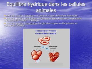Equilibre hydrique dans les cellules
animales
•Dans une solution isotonique les globules rouges demeurent inchangés
•Dans une solution hypotonique les globules rouges deviennent turgescents
et finissent par éclater = hémolyse
•Dans une solution hypertonique les globules rouges se déshydratent et
deviennent crénelés. .
 