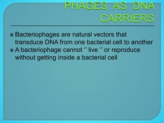  Bacteriophages are natural vectors that
transduce DNA from one bacterial cell to another
 A bacteriophage cannot ‘’ live ‘’ or reproduce
without getting inside a bacterial cell
 