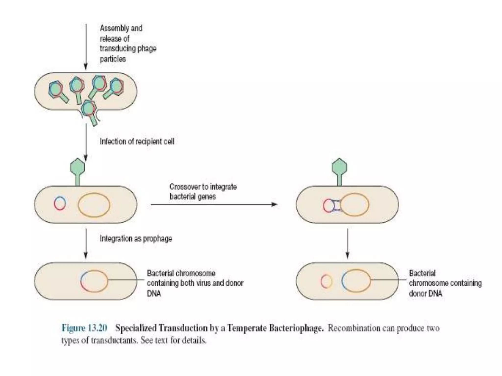 Generalized & specialized transduction, transformation and conjugation ...