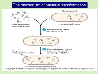 Transduction Transformation Conjugation