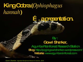 King Cobra ( Ophiophagus hannah ) … . a presentation. By :  Gowri Shankar, Agumbe Rainforest Research Station Blog:  http://pogirigowrishankar.wordpress.com/ Website:  www.agumberainforest.com 