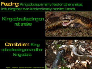 View of Presentation on King cobra | PPS