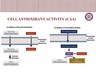 CELLANTIOXIDANT ACTIVITY (CAA)
 