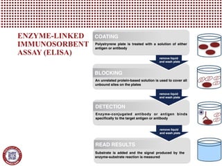 ENZYME-LINKED
IMMUNOSORBENT
ASSAY (ELISA)
 