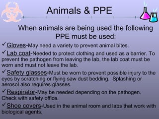 Animals & PPE
When animals are being used the following
PPE must be used:
                                                    
Gloves-May need a variety to prevent animal bites.
Lab coat-Needed to protect clothing and used as a barrier. To
prevent the pathogen from leaving the lab, the lab coat must be
worn and must not leave the lab.
Safety glasses-Must be worn to prevent possible injury to the
eyes by scratching or flying saw dust bedding. Splashing or
aerosol also requires glasses.
Respirator-May be needed depending on the pathogen.
Check with safety office.
Shoe covers-Used in the animal room and labs that work with
biological agents.
 