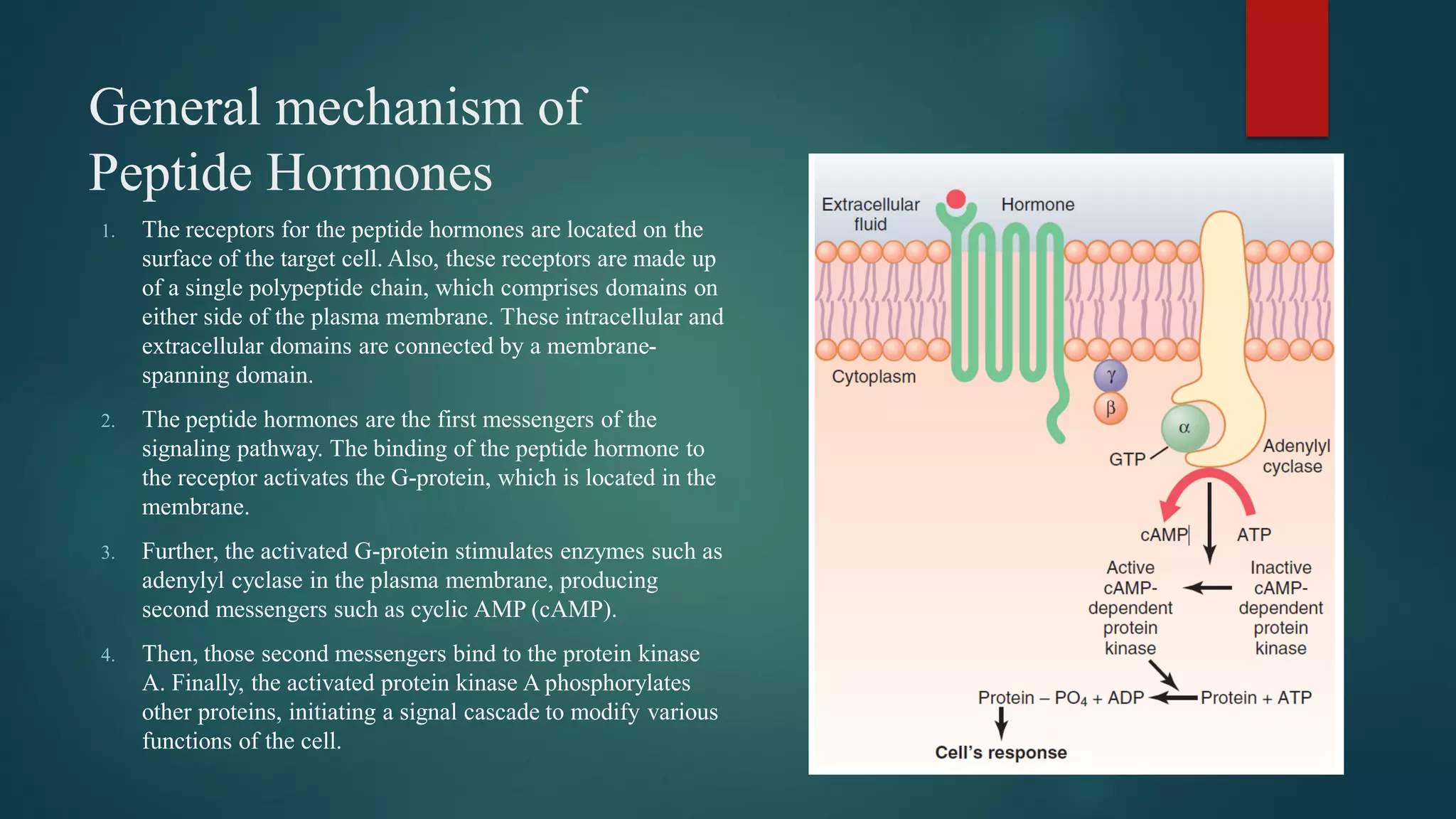 GENERAL MECHANISM OF PEPTIDE AND STEROID HORMONE ACTION.pdf